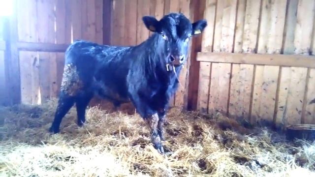 Быки Абердин-Ангус 1,5 года смотреть онлайн