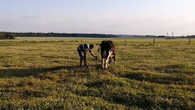 Электропастух для коров. смотреть онлайн