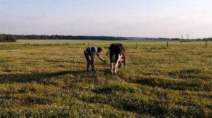 Электропастух для коров.