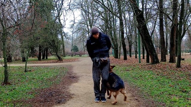 ДРЕССИРОВКА НЕМЕЦКОЙ ОВЧАРКИ | КОМАНДА С ПРАВА |ДРЕССИРОВКА СОБАК | С НЕМЕЦКОЙ ОВЧАРКОЙ УЧИМ КОМАНД смотреть онлайн