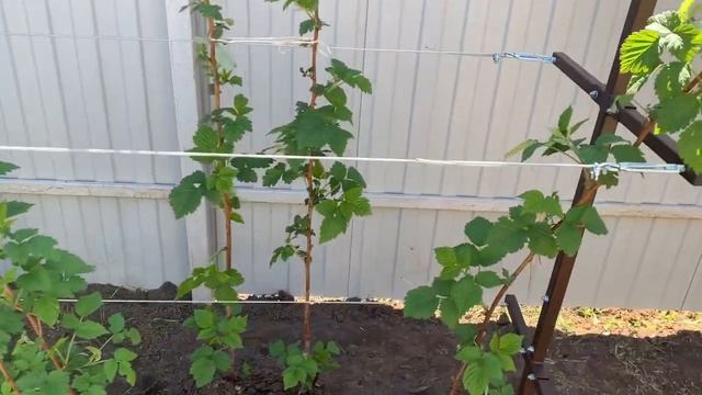 Установили шпалеру для малины.Удобно и красиво. смотреть онлайн