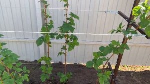 Установили шпалеру для малины.Удобно и красиво.