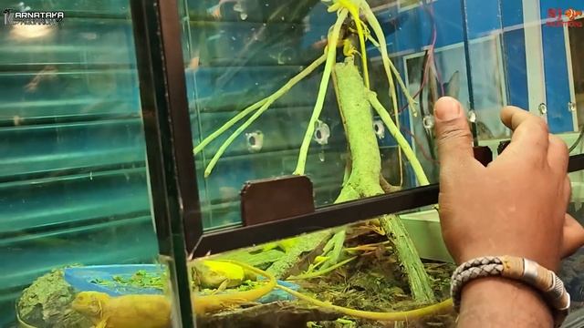 India's 1st Reptile Shop Karnataka Aquarium смотреть онлайн