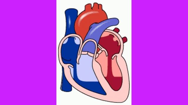 Как работает сердце человека. смотреть онлайн