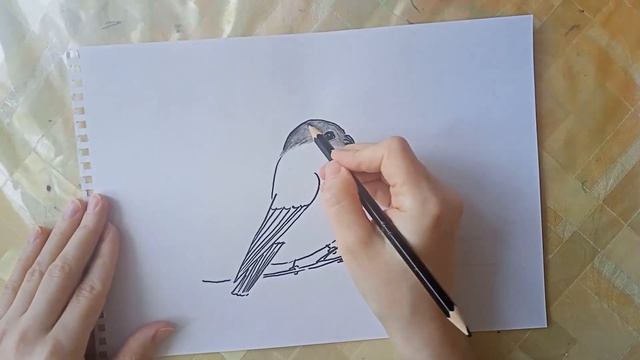 Как нарисовать снегиря быстро и просто смотреть онлайн