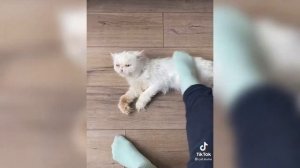 ГОВОРЯЩИЙ КОТ ЛЕША ЛЮБИТ КОГДА ЕГО ГЛАДЯТ НОГАМИ