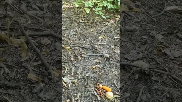 Белочка ?️ в Нескучном саду ??? (Парк Горького, Москва) крадётся кушать орешки) | Видео # 44