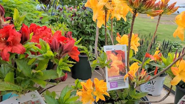 Azalea 'Red Demon' & 'Arneson Gem' // 2 Superb, BEST Performing Azaleas To Warm Up Your Spring Scen