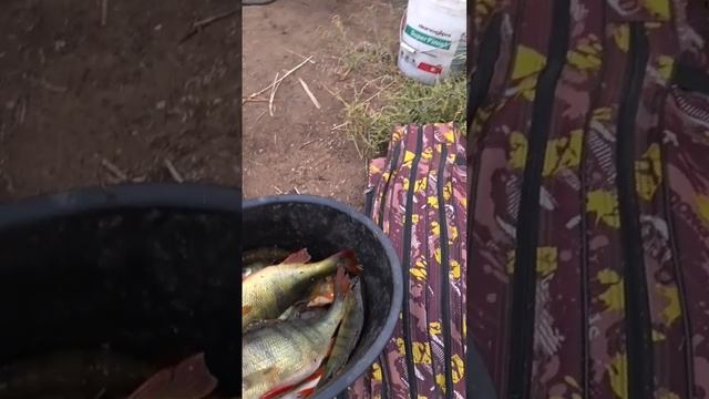ОКУНЬ МОНСТР - РЫБАЛКА НА СПИННИНГ смотреть онлайн
