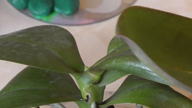 фузариоз. Признаки фузариоза. как вылечить растение