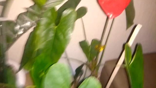 Цветение Антуриума (Anthurium) Андре