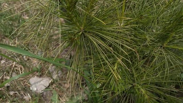 Pinus peuce in 5 years смотреть онлайн
