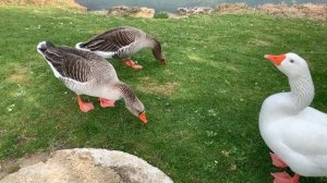 Звук шипения гусей.  Гуси щиплют траву смотреть и слушать