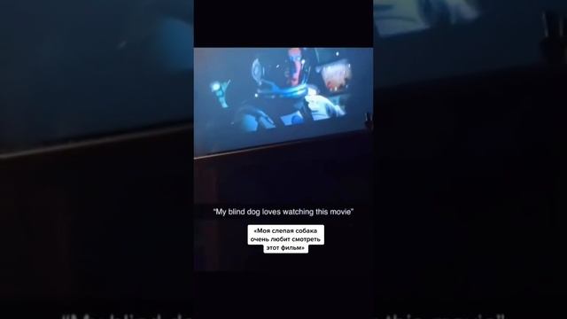 Собака и кино смотреть онлайн