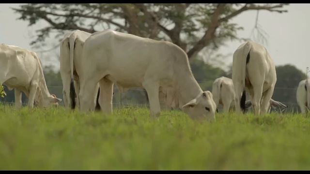 ARMERO - Trailer Oficial смотреть онлайн