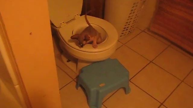 Sphynx Kitten uses the Toilet смотреть онлайн