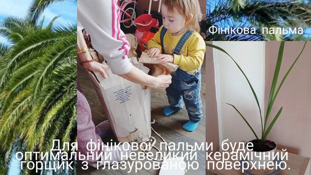 Фінікова пальма після покупки| Розпаковка| смотреть онлайн