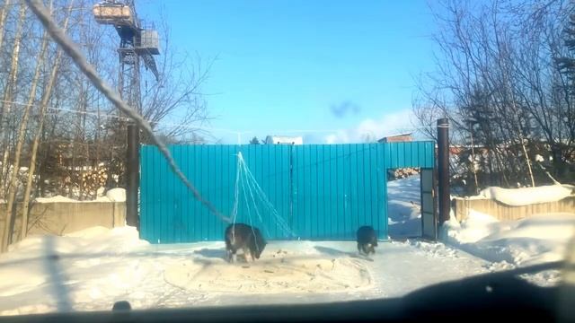 Ловля диких собак сетью! Неручные, беременные собаки пойманы! смотреть онлайн