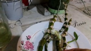 #2 Размножение Дендробиума в воде. Чудеса от орхидей! / Reproduction of Dendrobium in water.