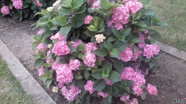 Hydrangea Macrophylla "PINK" & Imperata Cylindrica "RED BARON"; Hortenzia Kalinolistá & RED BARON смотреть онлайн