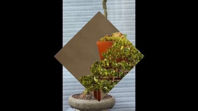 Buxus Sempervirens Bonsai смотреть онлайн