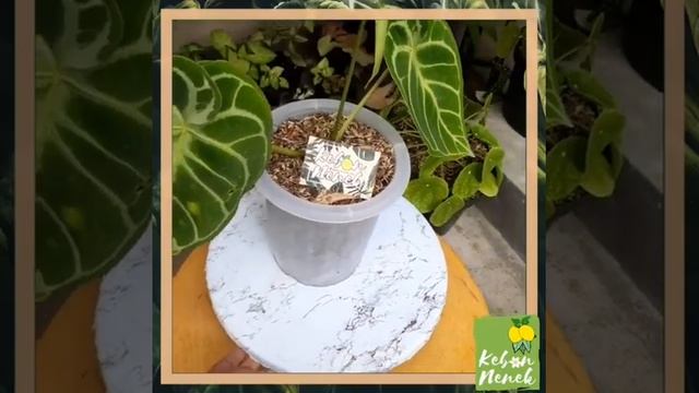 Anthurium Domino atau Anthurium Domino Hybrid смотреть онлайн