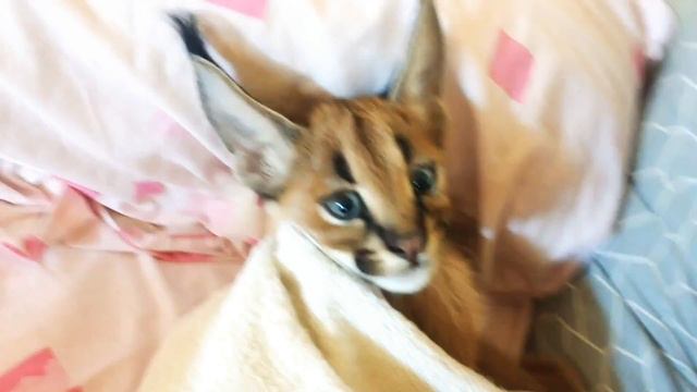 Проявление любви Соломона смотреть онлайн