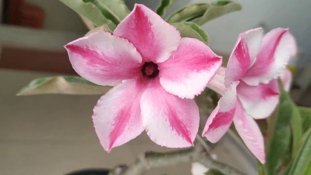 Grafted Single Petal Adenium Swazicum hybrid Manbhum Nursery Purulia West Bengal смотреть онлайн