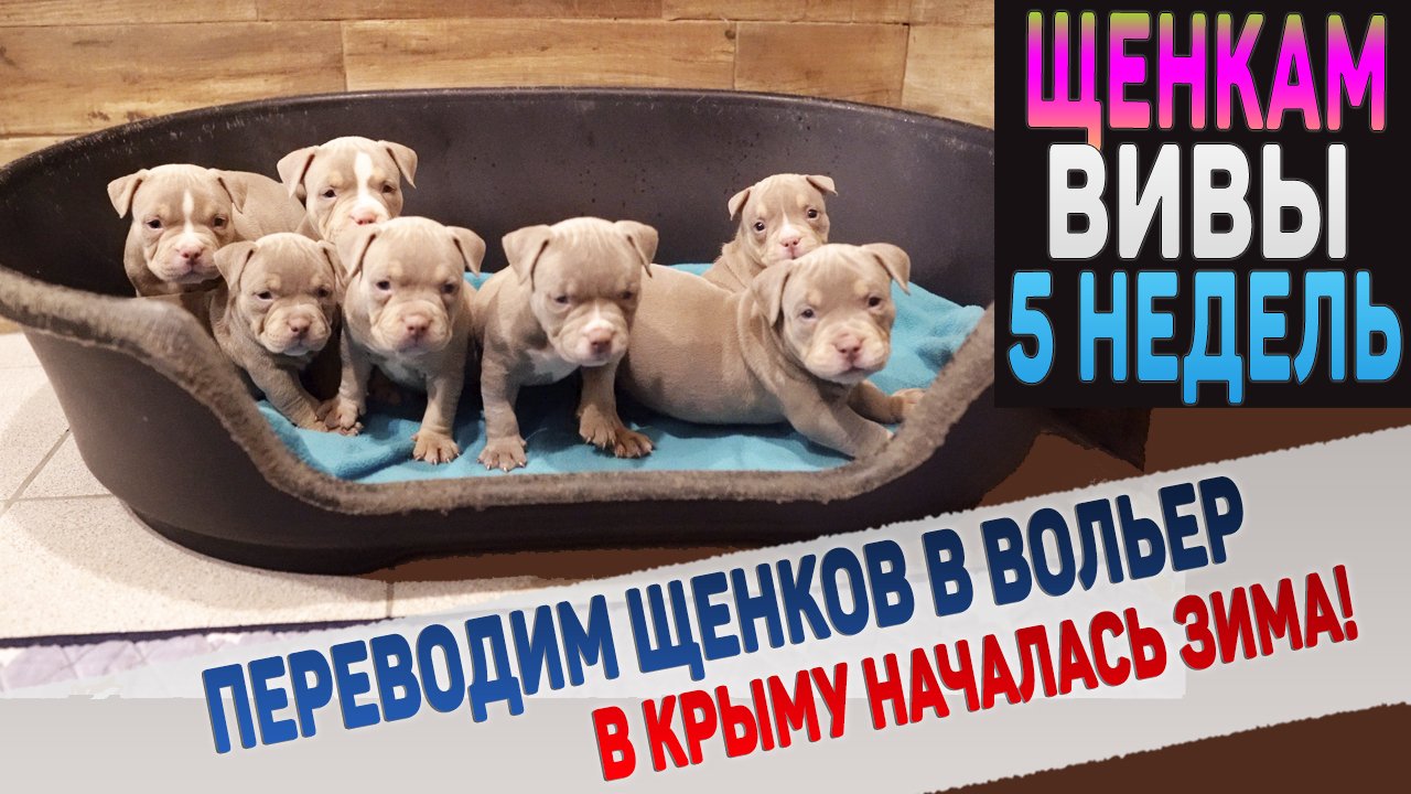 Переводим щенков Вивы в вольер. Одного щенка оставляем дома. В Крыму началась зима! смотреть онлайн