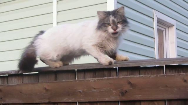 кошка на заборе смотреть онлайн