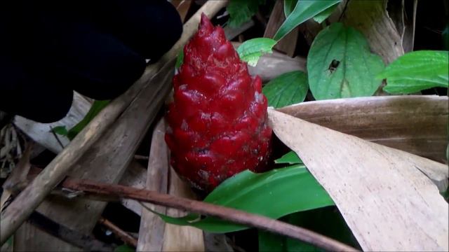 Shampoo Ginger (Zingiber Zerumbet) - Part 2