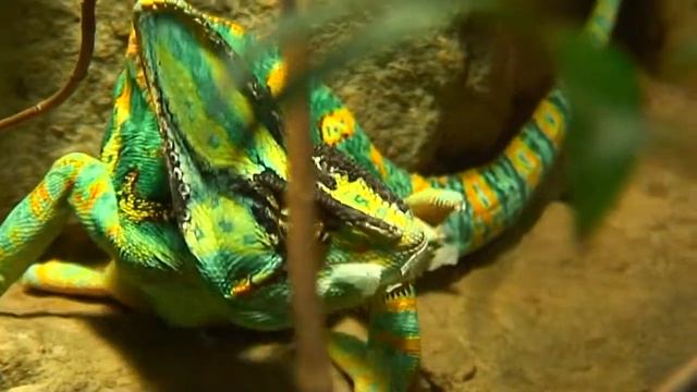 chameleon Хамелион смотреть онлайн