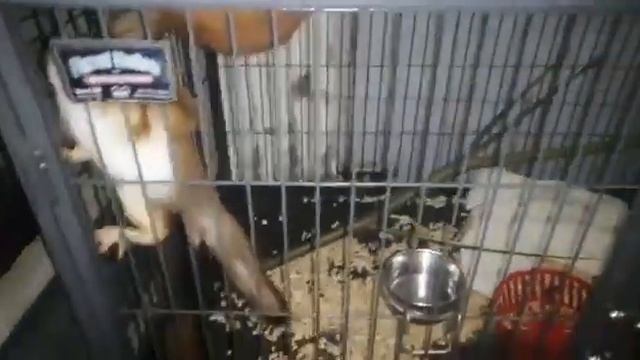 Бельчата смотреть онлайн