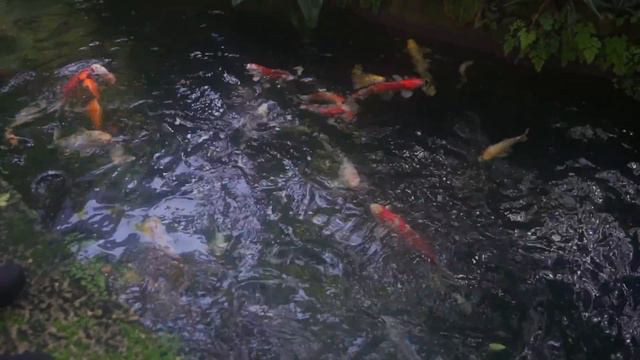 Lawn Turned TROPICAL PARADISE Backyard — Ep. 349 смотреть онлайн