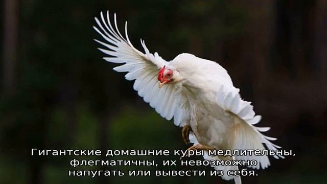 Куры (птицы) смотреть онлайн