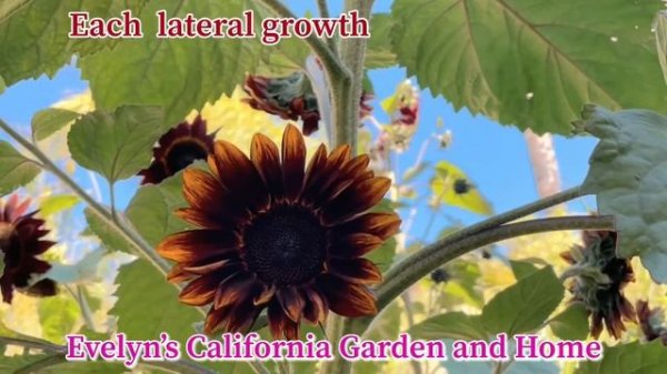 Sunflower Moulin Rouge