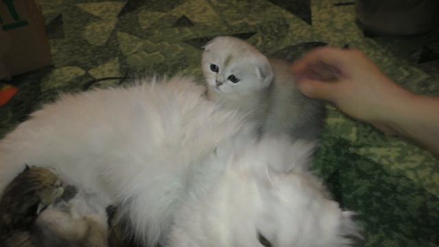 Малыши котятки пьют мамкино молоко Котятам 9 дней смотреть онлайн
