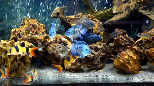 Cichlasoma sp Blue Dempsey смотреть онлайн