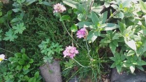 Армерия,  опыт выращивания