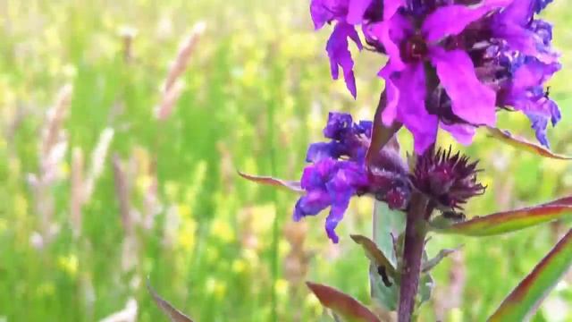 Purple Loosestrife (Lythrum Salicaria) - 2012-06-28 смотреть онлайн