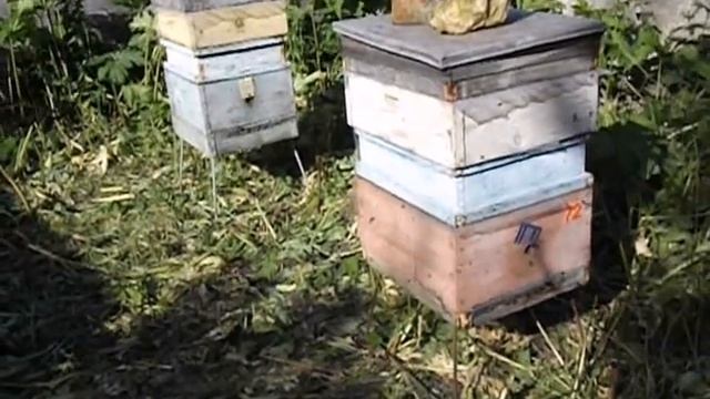 методика содержания пчел 12 рамочного улья Дадана с магазинами, в 10 рамочном улье смотреть онлайн