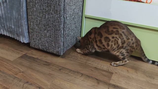 Бенгальская кошка Миля играет с мышкой смотреть онлайн