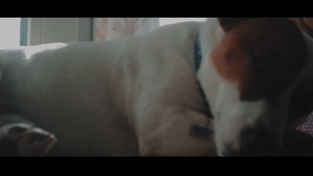 Jack Russell｜Cinematic Video (nikon D5100)