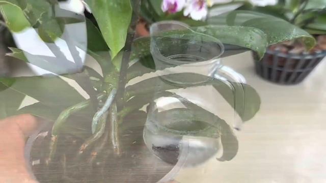 Không Ngờ Chỉ 1 Ly Nước Này Làm Chậu Hoa Lan Nở 4 Mùa Không Nghỉ смотреть онлайн