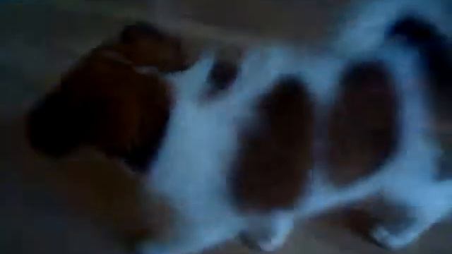 Baby papillon 2 смотреть онлайн