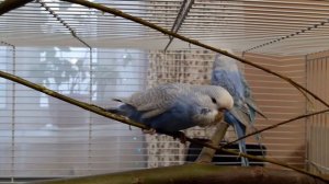 ? Что должно быть в клетке у волнистого попугая || Какая клетка подходит попугаю?