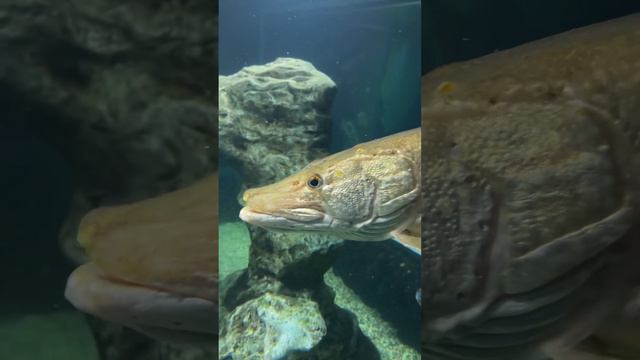 Почему рыбы такие странные и интересные?😯 #tiktok #тикток #рек #топ #рекомендации #море #рыбы смотреть онлайн