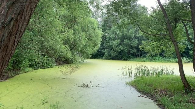 Обложенный пруд покрытый природно зелёным ковром смотреть онлайн