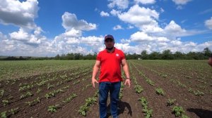 Штригельная борона БП-9 Октавия по всходам подсолнечника. Шикарная работа!