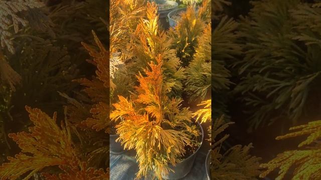 самый жёлтый цвет у туй .16.02.23 смотреть онлайн